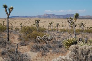 Joshua Tree vista.