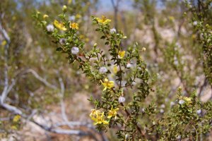 Creosote closeup.