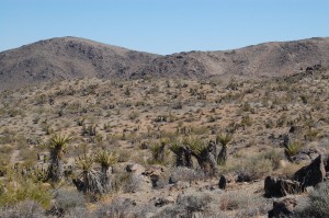 Gray-brown rocks and hillsides, undulating off into the distance everywhere you looked.