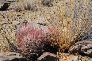 Barrel cactus.