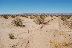 Back outside of the studio, and into the furnace of sand and creosote.