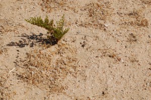 Despite the heat, the aridity, the brutality of it all, life insists on finding a way.