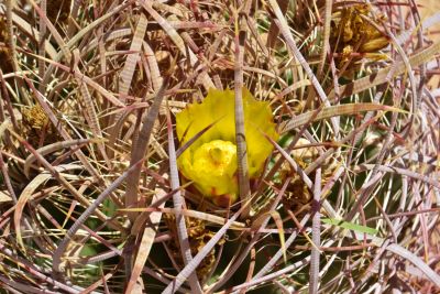 Blossom on Fishhook Barrel Cactus, Wonder Valley, California.