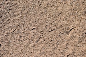 Track left by an unknown snake, Wonder Valley, California.