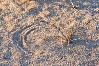 Mark left by the action of the wind, blowing a ragged-looking creosote bush in Wonder Valley, California.