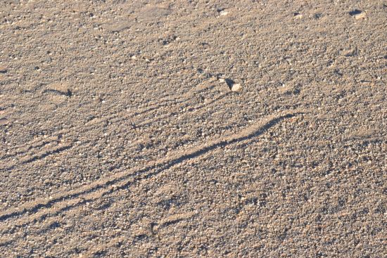 Unknown tracks, Wonder Valley, California.