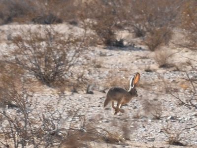 Fleeing jackrabbit, Wonder Valley, California.