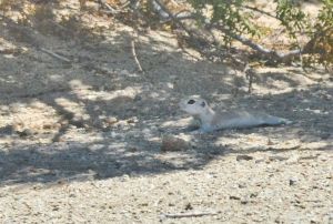 Ground squirrel, resting out of the sun, Wonder Valley, California.