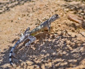 Zebra-tailed lizard, Wonder Valley, California.