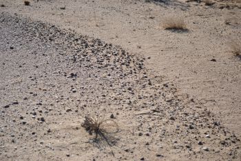 Self-organization, Wonder Valley, California.