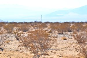 Relentless heat, Wonder Valley, California.