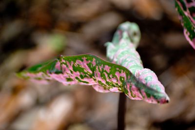 New growth, Bok Tower, Florida.