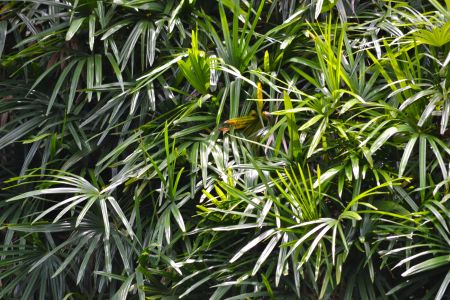 Vegetation in the sanctuary grounds, Bok Tower, Florida.