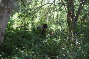 Just across David's fence. You should be so lucky to live in a place like this.